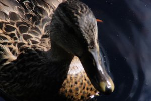 DSCF4784.JPG
