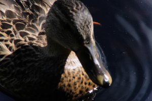 DSCF4785.JPG
