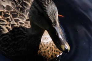 DSCF4786.JPG
