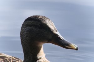 DSCF4787.JPG