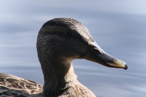 DSCF4789.JPG