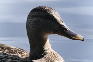 DSCF4791.JPG