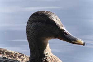 DSCF4792.JPG
