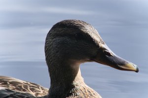 DSCF4793.JPG