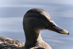DSCF4794.JPG
