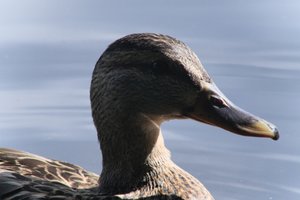 DSCF4795.JPG