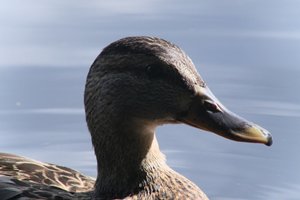 DSCF4796.JPG