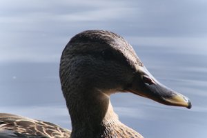 DSCF4797.JPG
