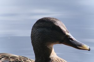 DSCF4798.JPG