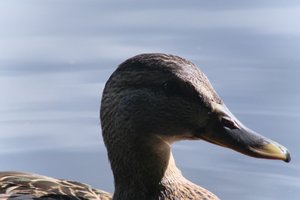 DSCF4799.JPG