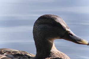 DSCF4800.JPG