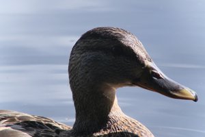 DSCF4801.JPG