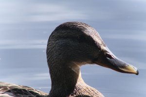 DSCF4802.JPG