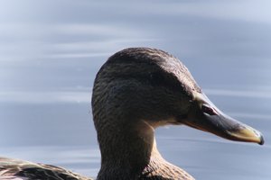 DSCF4803.JPG