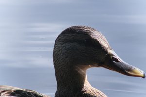 DSCF4804.JPG