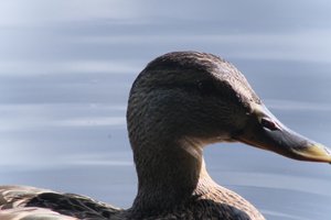 DSCF4805.JPG