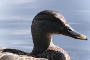 DSCF4806.JPG