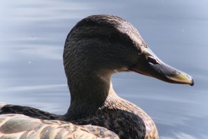 DSCF4807.JPG