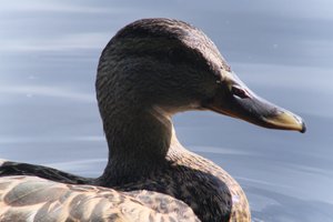 DSCF4808.JPG