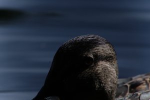 DSCF4809.JPG