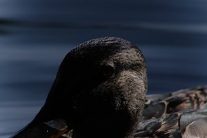 DSCF4810.JPG
