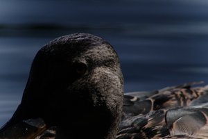 DSCF4811.JPG