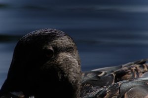 DSCF4813.JPG