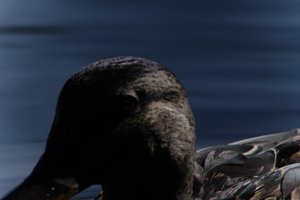 DSCF4815.JPG
