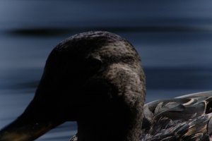 DSCF4816.JPG