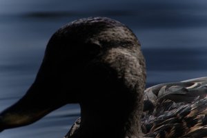 DSCF4817.JPG