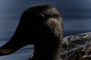 DSCF4818.JPG