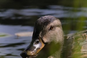 DSCF4829.JPG