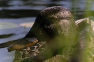 DSCF4836.JPG