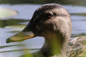 DSCF4845.JPG