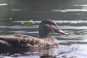 DSCF4848.JPG