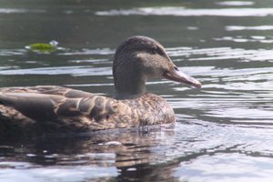 DSCF4851.JPG