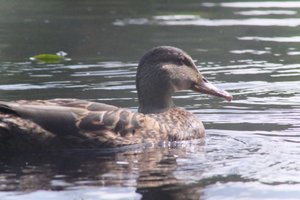 DSCF4852.JPG