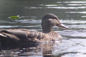 DSCF4853.JPG