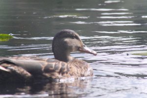 DSCF4855.JPG