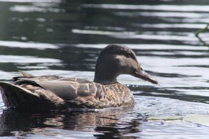 DSCF4856.JPG