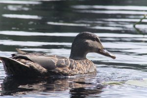 DSCF4857.JPG