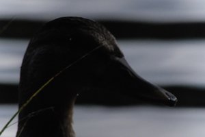 DSCF4868.JPG