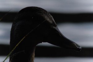 DSCF4869.JPG