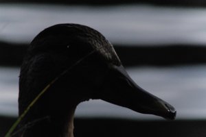 DSCF4870.JPG