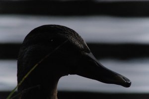 DSCF4871.JPG