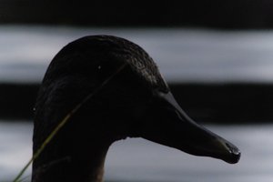 DSCF4872.JPG