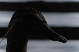 DSCF4874.JPG