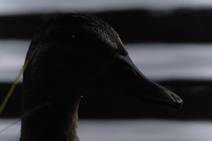 DSCF4876.JPG