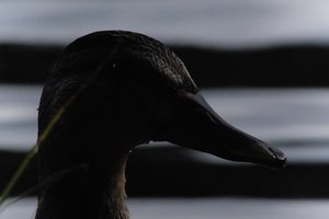 DSCF4877.JPG