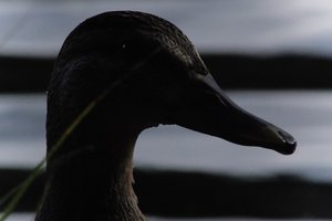 DSCF4879.JPG